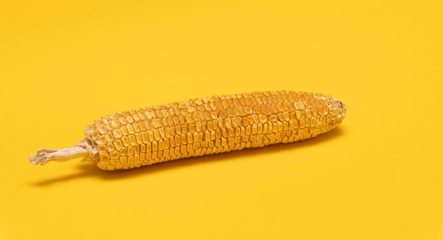 Moldy dried corn at yellow background, not eatable, copy space.