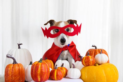 Jack russell terrier dog in a superhero costume among orange pumpkins on a white background. Portrait of a cute young small pet sitting with a halloween costume and decoration indoors