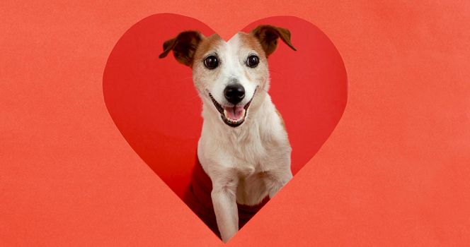 Adorable funny Jack Russell Terrier dog looking out from heart shaped hole in red paper