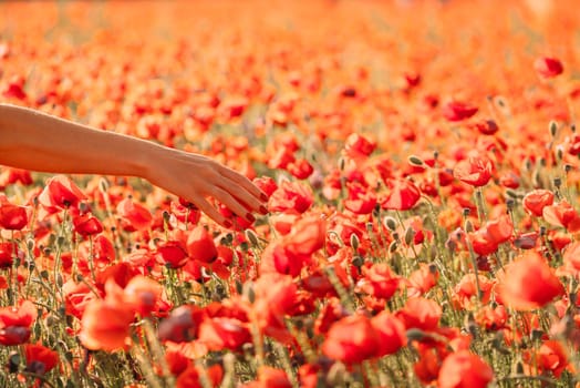 Woman walking in flower field and touching red poppies, view of female hand.
