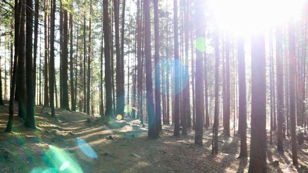 Tourist route Dovbush trail. Picturesque rocks on a hiking trail in a forest mountain near the village of Yaremche in autumn. Beautiful pine forest on a sunny day. Ukraine, Carpathians.
