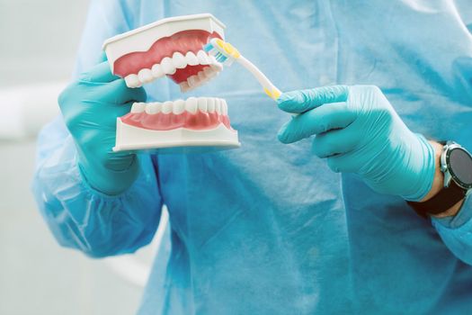 A model of a human jaw with teeth and a toothbrush in the dentist's hand.