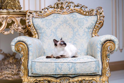 Beautiful rare breed of cat Mekongsky Bobtail female pet cat without tail sits interior of European architecture on retro vintage chic royal armchair 18th century Versailles palace. Baroque furniture.