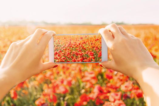 Woman's hands taking photo of red poppies meadow with smartphone, point of view.