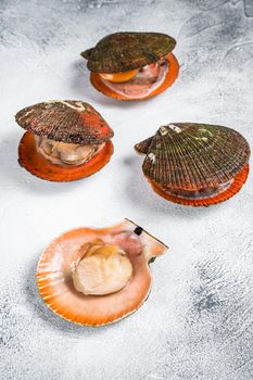 Raw Queen Scallops on kitchen table. White background. Top view.