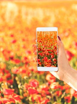 Female hand taking photo of red poppies meadow with smartphone in summer outdoor, point of view.