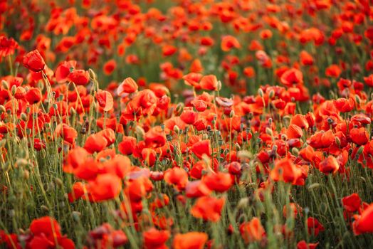Nature flower background. Beautiful red poppies field.