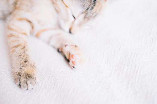 Cute kitten of brindle color sleeping on white sofa, focus on paw, close-up. Copy-space in right part of image.