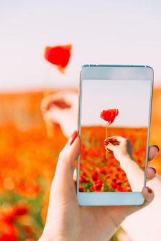 Woman's hands taking photo of one red poppy flower on background of meadow with smartphone, point of view.