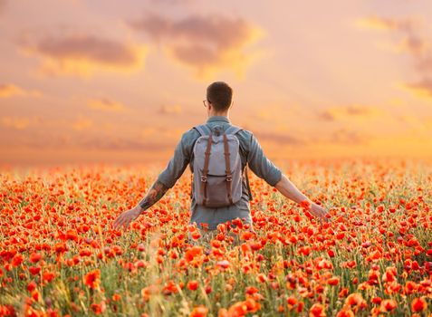 Young man with backpack walking in red poppies meadow at sunset, rear view.