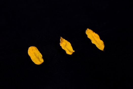 Three Yellow leafs, black background. Yellow leaf on black background, perfect view of stem, veins, texture and silhoutte with copy space for text.