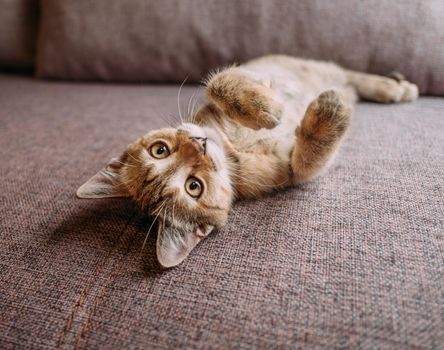 Cute and curious kitten of tortoiseshell color lying on its back with paws up on couch.