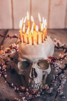 Concept of spring 2020. The skeleton head in the flowers of apricot in bloom wearing the corona of the candles. Covid-19 death symbol.