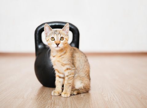 Curious kitten sitting in front of metal kettlebell on floor.