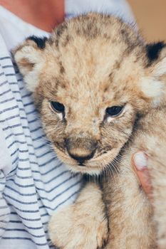 Cute little baby lion cubs in petting zoo. Beautiful furry small lion babies in volunteer's hands. Save the wildlife