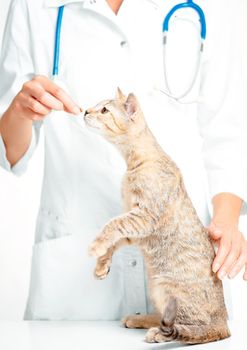 Unrecognizable woman veterinary doctor examining a cat of tortoiseshell color.