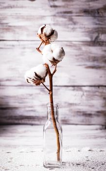 Cotton flower close up in glass bottle. Cozy home decor