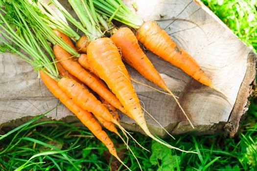 Fresh carrots from the garden, still life outdoor