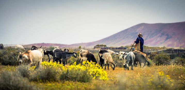 Goats, pasturing on a beautiful mountainous meadow with the shepherd