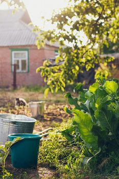 Buckets with fresh water fir watering plants in the garden. Beautiful susnset light. Dacha atmosphere