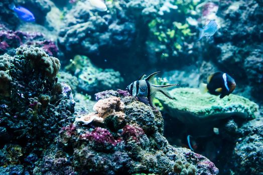 underwater image of colorful tropical fishes