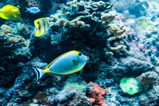 underwater image of colorful tropical fishes