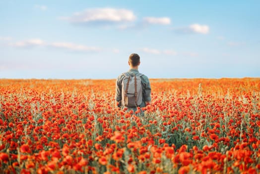 Traveler backpacker young man walking in poppies flower meadow, rear view.