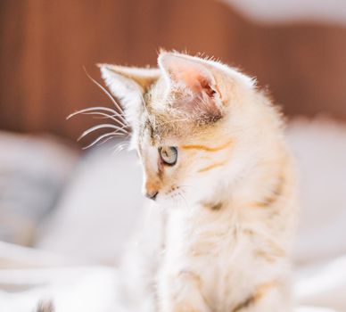 Cute curious kitten of tiger color looking at something side.