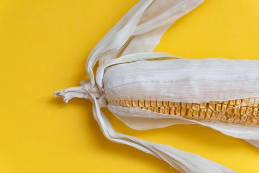 Closeup at the end part of moldy dried yellow corn with dried leaves on yellow background, spoiled product, copy space.