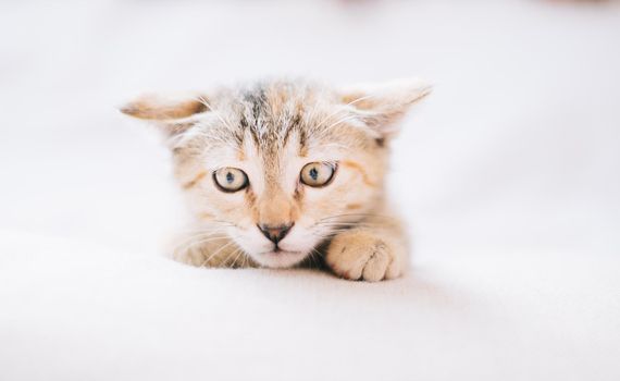 Curious kitten of brindle color pressed his ears and looks at something.