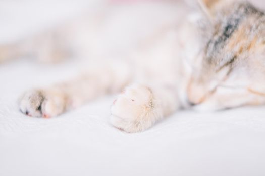 Cute kitten of tiger color sleeping on white sofa, close-up.