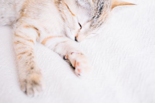 Cute kitten of tiger color sleeping on white sofa, focus on muzzle, close-up. Copy-space in right part of image.