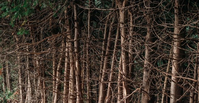 Forest of trees with many dry branches, nature background.