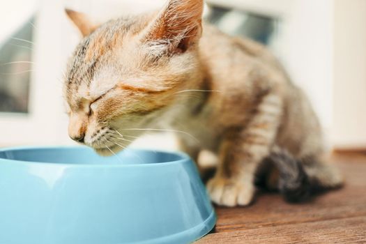 Kitten of brindle color eating from a bowl.