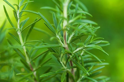 Rosemary bush close up the fresh leaves