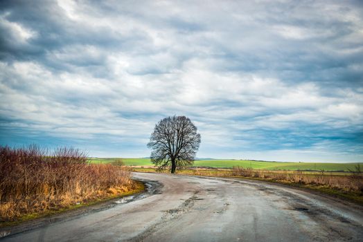 wonderful landscape with lonely tree by country road in the midst of fields