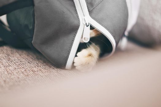 Curious kitten sitting in a backpack.
