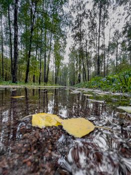 The pool in the autumn park, yellow leaves on trees and on the ground, naked trees, walking people, rainy weather. High quality photo