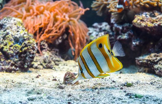 underwater image of colorful tropical fish