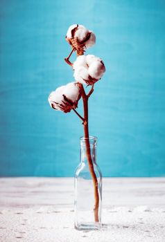 Cotton flower close up in glass bottle. Cozy home decor