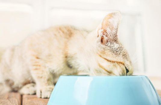 Kitten of tiger color eating from a bowl.