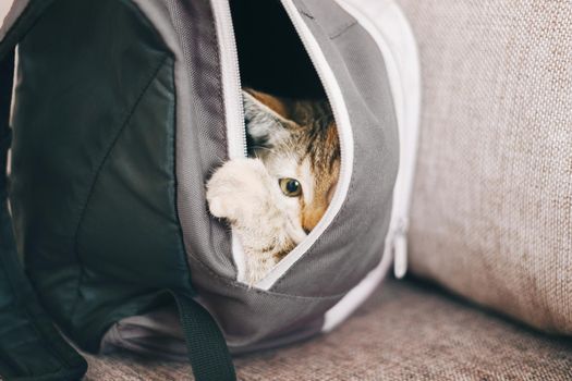 Curious cute kitten hiding in a backpack.