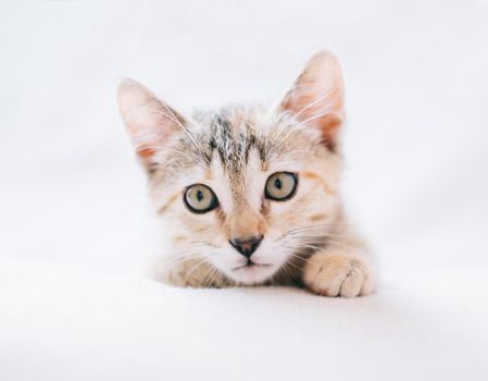 Cute kitten of tortoiseshell color lying on white sofa.