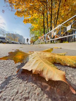 The yellow leaf lies on green grass, close view, autumn is in full swing, black tree trunks, sun rays. High quality photo