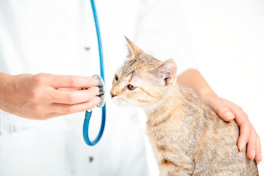 Curious cute kitten sniffs stethoscope at a veterinarian examination.