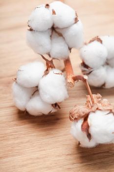 Cotton flower close up on wooden table