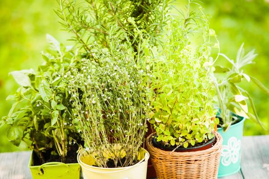 Cozy home garden with herbs - rosemary, sage, basil, thyme and oregano