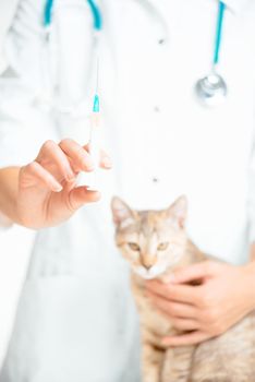 Unrecognizable woman veterinary doctor with syringe of vaccine to injection for kitten.