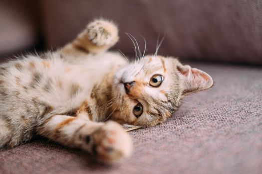 Cute and curious kitten of tiger color lying on its back on couch.