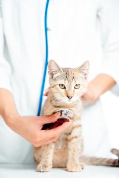 Unrecognizable woman veterinary doctor examining with stethoscope a kitten of tortoiseshell color.
